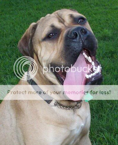 Boerboel X Bullmastiff