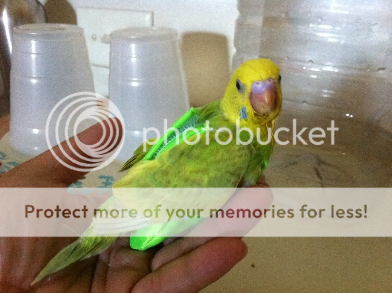 Budgie flight harness? Talk Budgies Forums