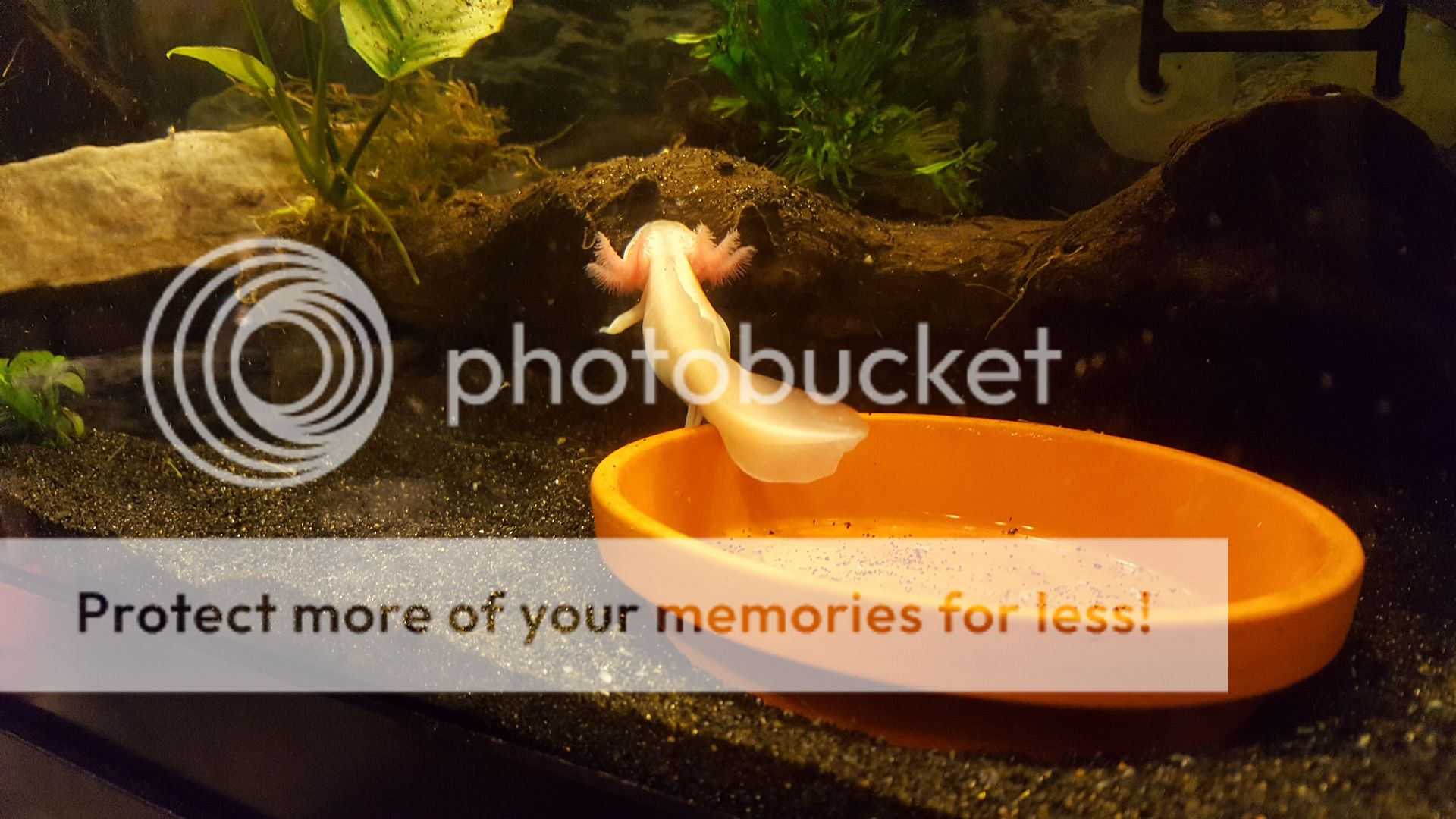 20160814_184000_zpsfcse7zg0.jpg