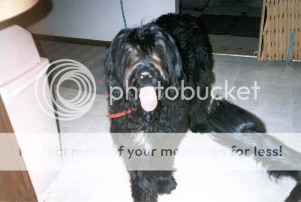 standard poodle uncut