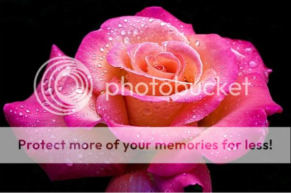 photo Morning-diamonds-600x399_zpschkrkou8.jpg